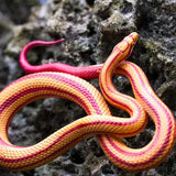 Corn Snake