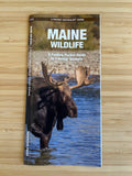Pocket Naturalist Guide-Maine Wildlife