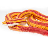 Corn Snake