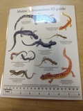 Maine Amphibian ID Cards