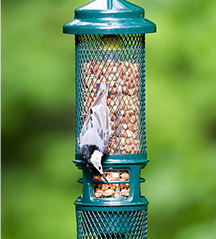 Squirrel Buster Peanut/Nut Feeder (FOR PICKUP ONLY)