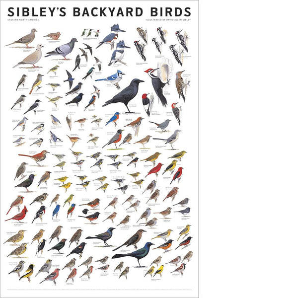 Sibley Backyard Birds of Northeast Poster – Maine Audubon Nature Store