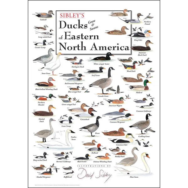 Sibley's Ducks, Geese & Swans of Eastern North America Poster