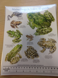 Maine Amphibian ID Cards