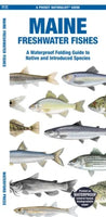 Maine Freshwater Fishes: A Folding Guide to Native and Introduced Species (A Pocket Naturalist Guide)