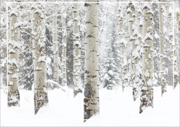 Aspen Snow Holiday Card Set - 10 cards & 10 envelopes