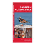Pocket Naturalist Guide-Eastern Coastal Birds