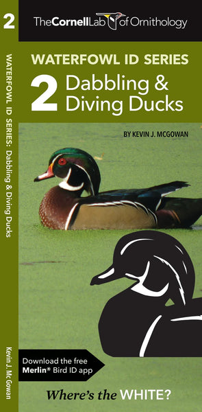 Waterfowl ID Series #2 - Dabbling & Diving Ducks