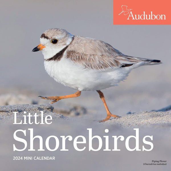 Audubon Little Shorebirds 2024 Mini Calendar