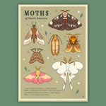 Moths of North America