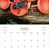 Fantastic Fungi Wall Calendar 2025