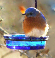 Replacement Glass Feeder Dish - Blue