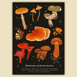 Mushrooms of North America