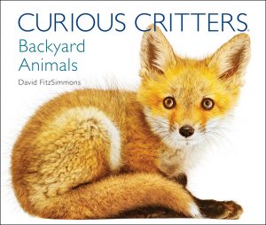 Curious Critters Backyard Animals - by David FitzSimmons  (For Store Pick-up Only)