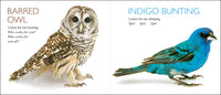 Curious Critters Birds