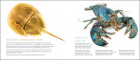 Curious Critters Marine (For Store Pick-up Only)