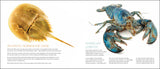Curious Critters Marine (For Store Pick-up Only)