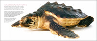 Curious Critters Marine (For Store Pick-up Only)