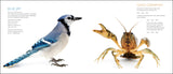 Curious Critters by David FitzSimmons (For Store Pick-Up Only)