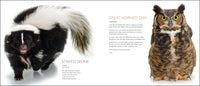 Curious Critters Backyard Animals - by David FitzSimmons  (For Store Pick-up Only)