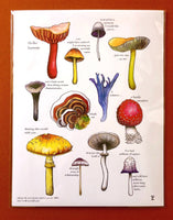 Poster - Signed 8.5x11" print by Isabella-Zoe