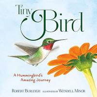 Tiny Bird - A Hummingbird's Amazing Journey