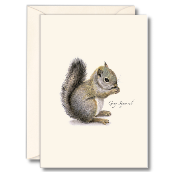 Gray Squirrel Boxed Note Cards – Maine Audubon Nature Store