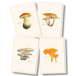 Edible Mushroom Assortment Note Cards
