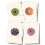 Sea Urchin Assortment Boxed Note Cards