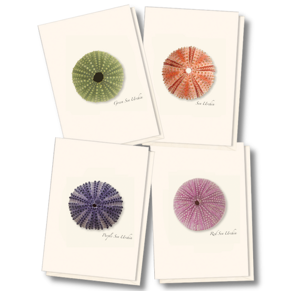 Sea Urchin Assortment Boxed Note Cards