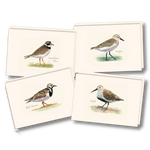 Shorebird Assortment II Boxed Note Cards
