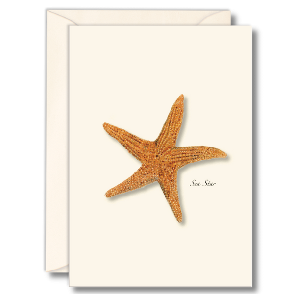 Sea Star Boxed Note Cards