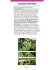 Maine Invasive Plants Field Guide
