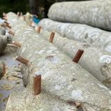 Mushroom Log Beginner Bundle Blue Oyster