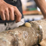 Mushroom Log Beginner Bundle Blue Oyster