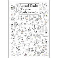 Animal Tracks of Eastern North America Poster