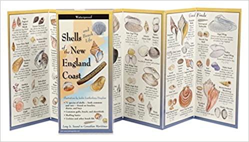Shells and Beach Life of the New England Coast FIeld Guide