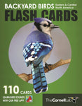 Backyard Birds Flash Cards