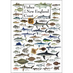 Poster - Fishes of the New England Coast