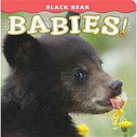 Black Bear Babies