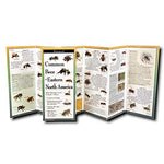 Common Bees of Eastern North America Folding Pocket Guide