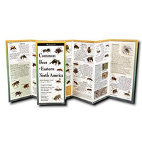 Common Bees of Eastern North America Folding Pocket Guide