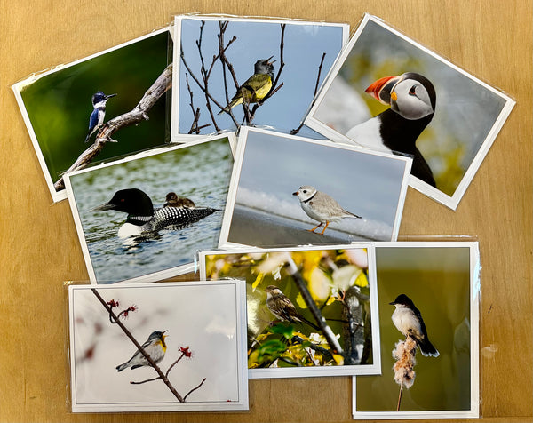 Nick Leadley Nature Photography Cards - Assorted Maine Birds