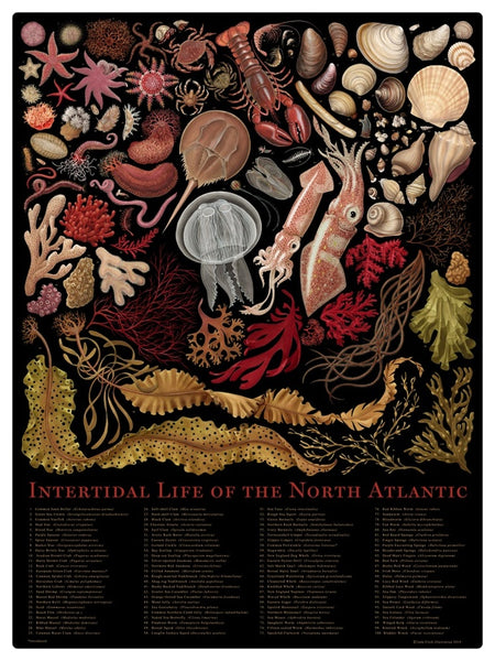 Intertidal Life by Jada Fitch