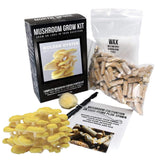North Spore Organic Golden Oyster Mushroom Grow Kit with Spawn
