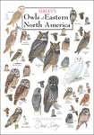 Sibley's Owls of Eastern North America Poster