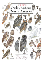 Poster Sibley's Owls of Eastern North America Poster