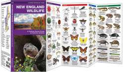 Pocket Naturalist Guide to New England Wildlife