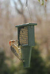 Single Suet Feeder with Tail Prop - Hunter Green
