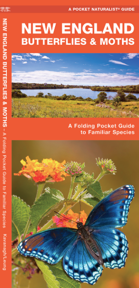 Pocket Naturalist Guide-New England Butterflies & Moths